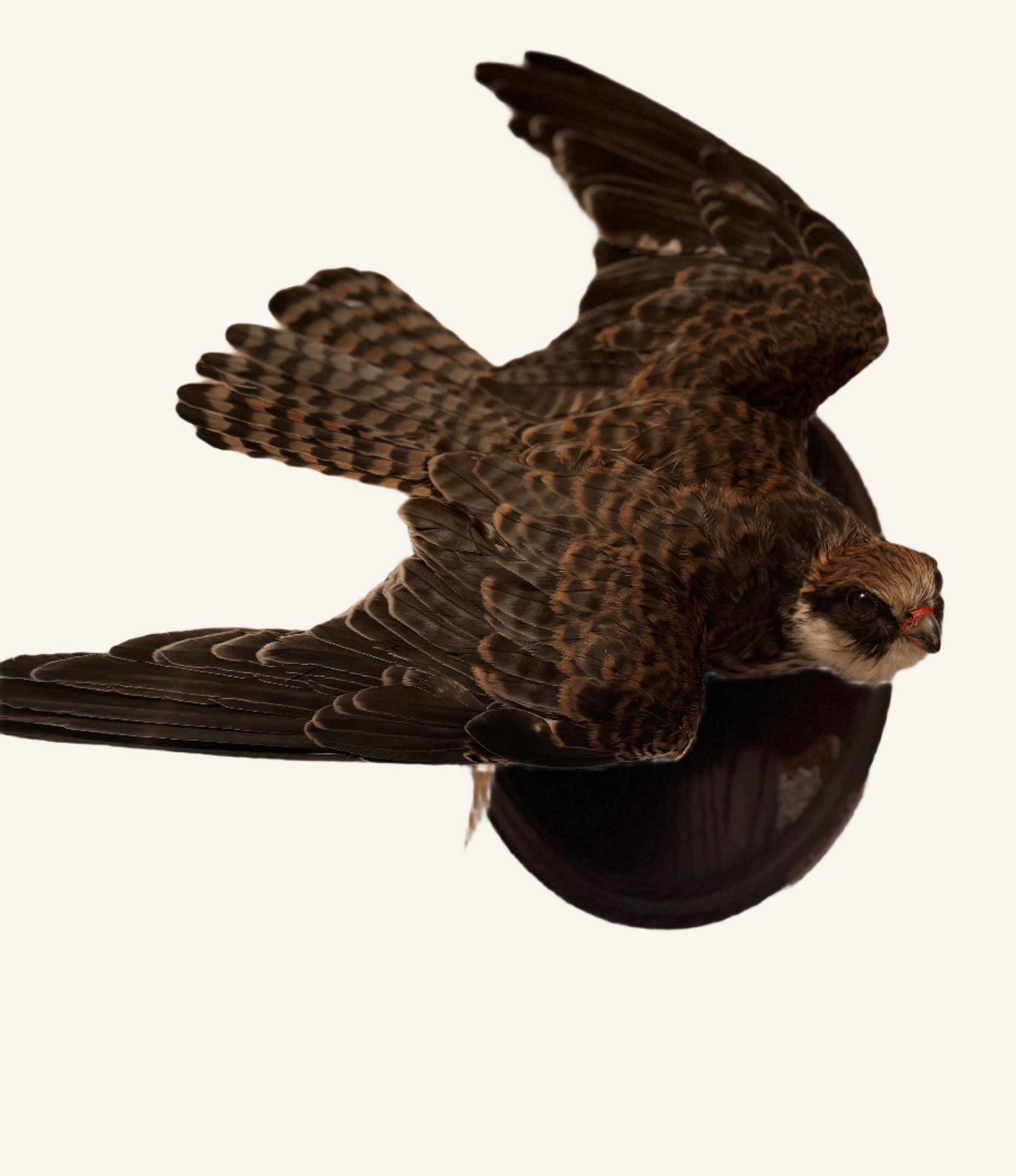 Red Footed Falcon
