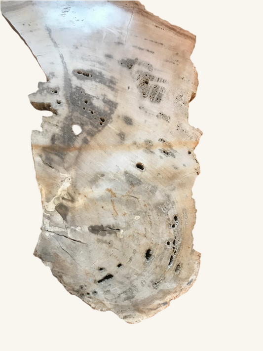 petrified wood slab
