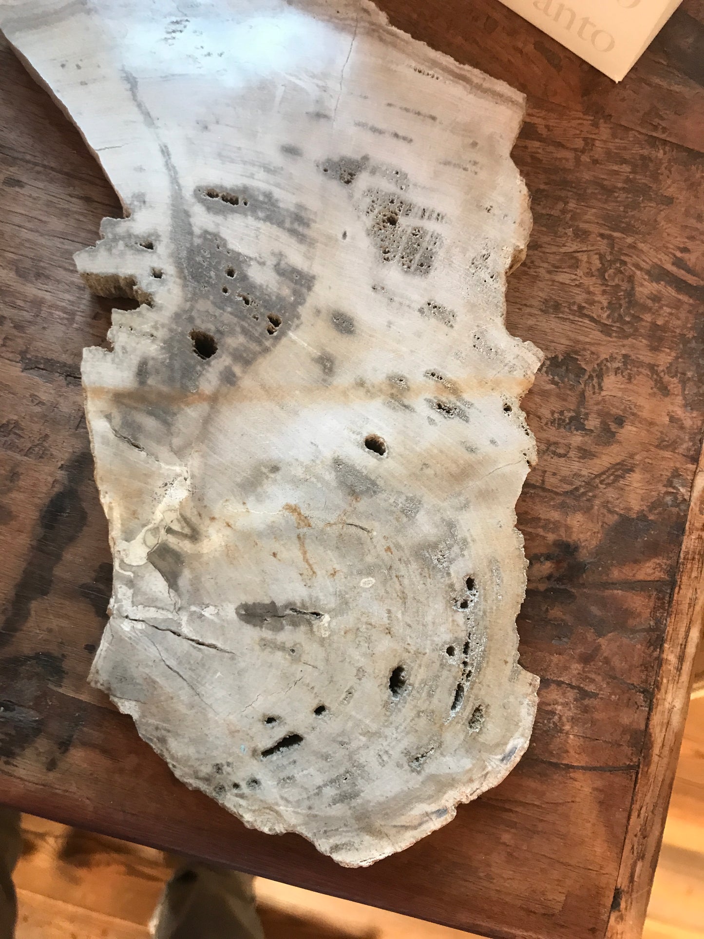 petrified wood slab