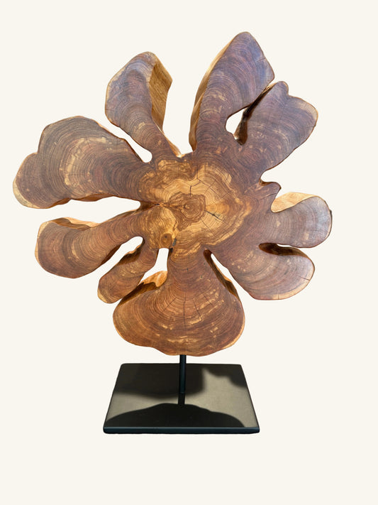 "Hill Country Star" by: John Kennedy