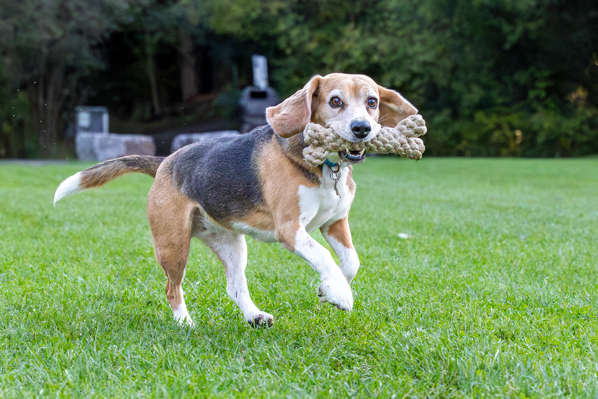 ECO-BONE: Natural Cotton Dog Toy: Small