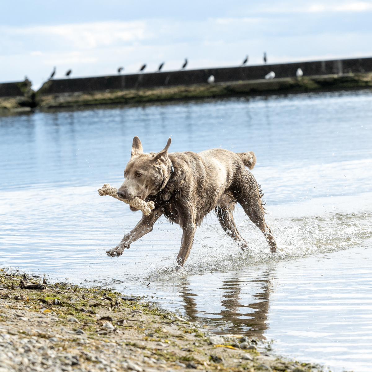ECO-BONE: Natural Cotton Dog Toy: Small