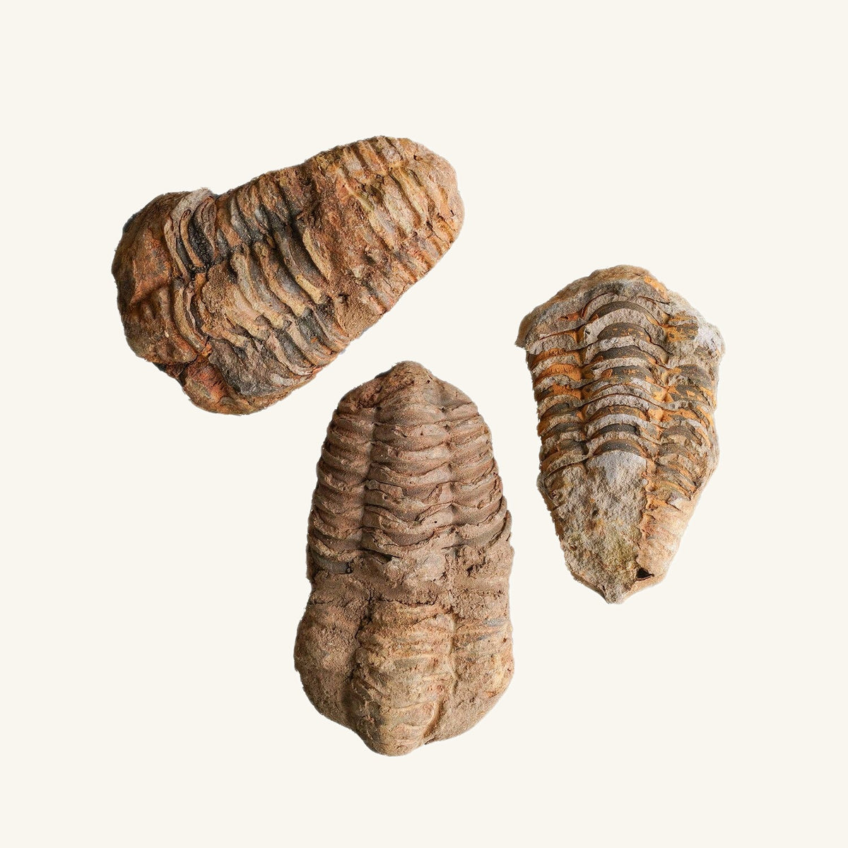 Rough Trilobite Fossil