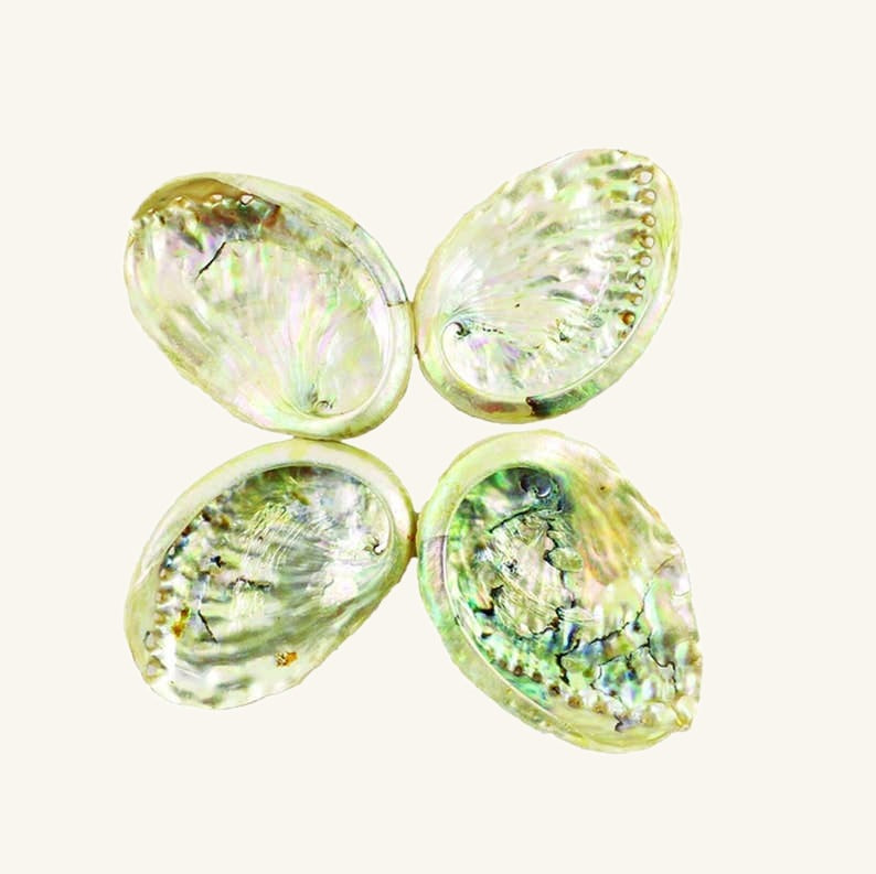 Threaded Abalone Shells 2-3 inches